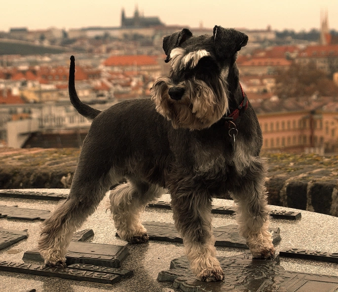 Grooming in Prague